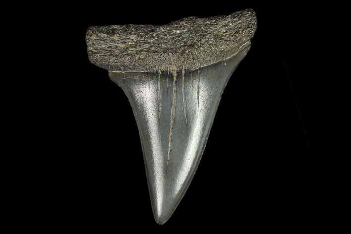 Fossil Mako Shark Tooth - South Carolina #128738